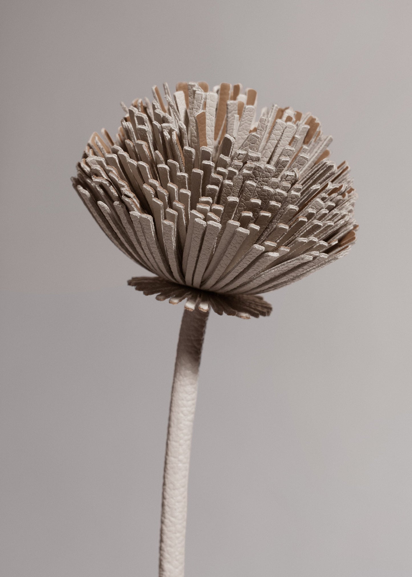 Fleur Tul - Craie