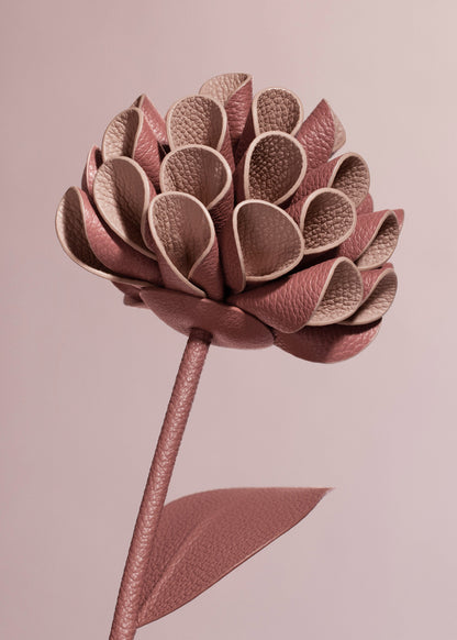 Fleur Dalium - Blush