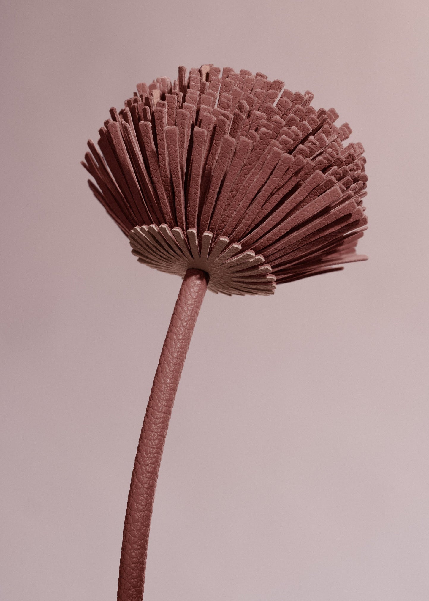 Fleur Tul - Blush