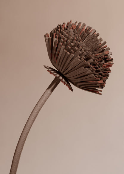 Fleur Tul - Racine