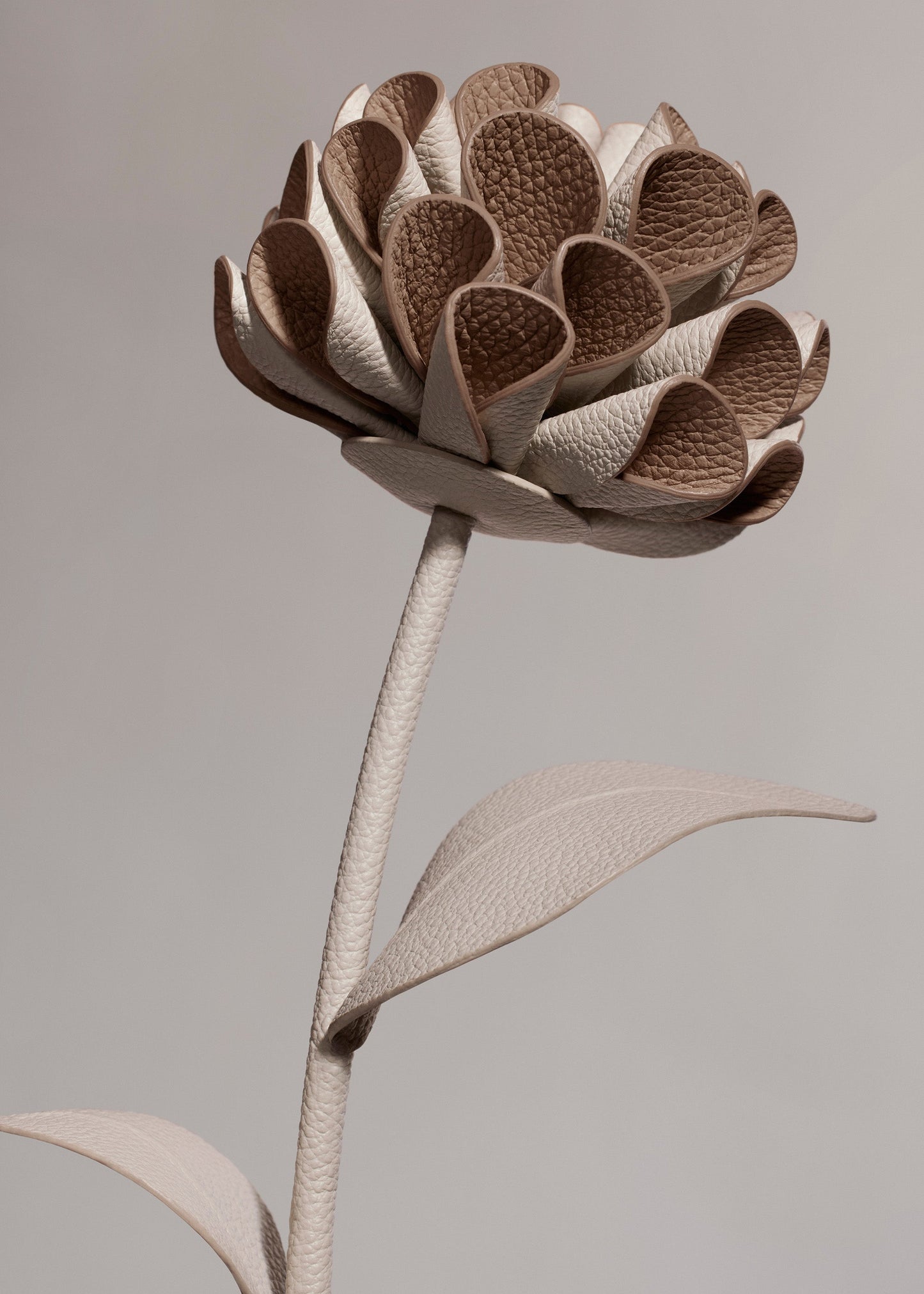 Fleur Dalium - Craie