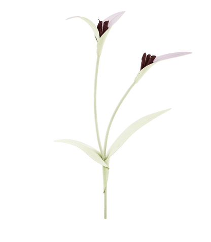 Fleur Touka - Aloe