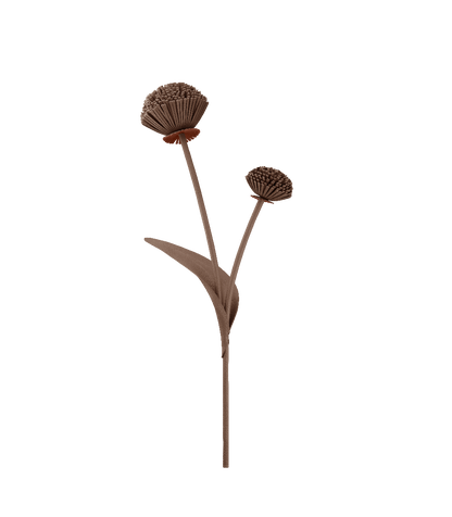 Fleur Tul - Racine